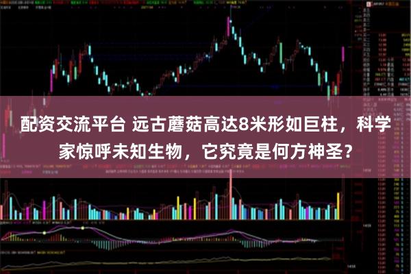 配资交流平台 远古蘑菇高达8米形如巨柱，科学家惊呼未知生物，它究竟是何方神圣？